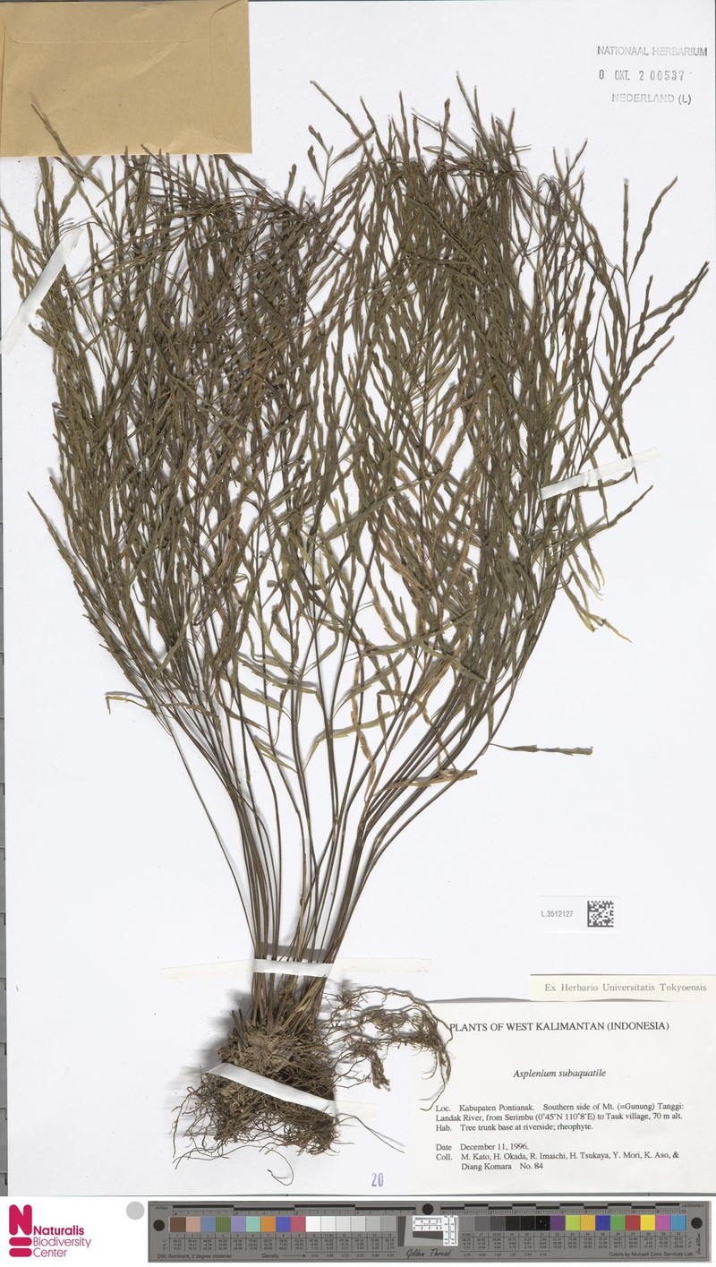 Asplenium subaquatile