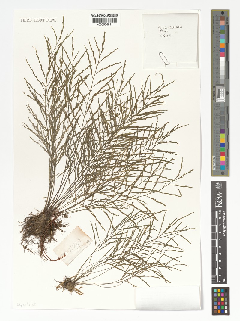 Asplenium subaquatile photo 2