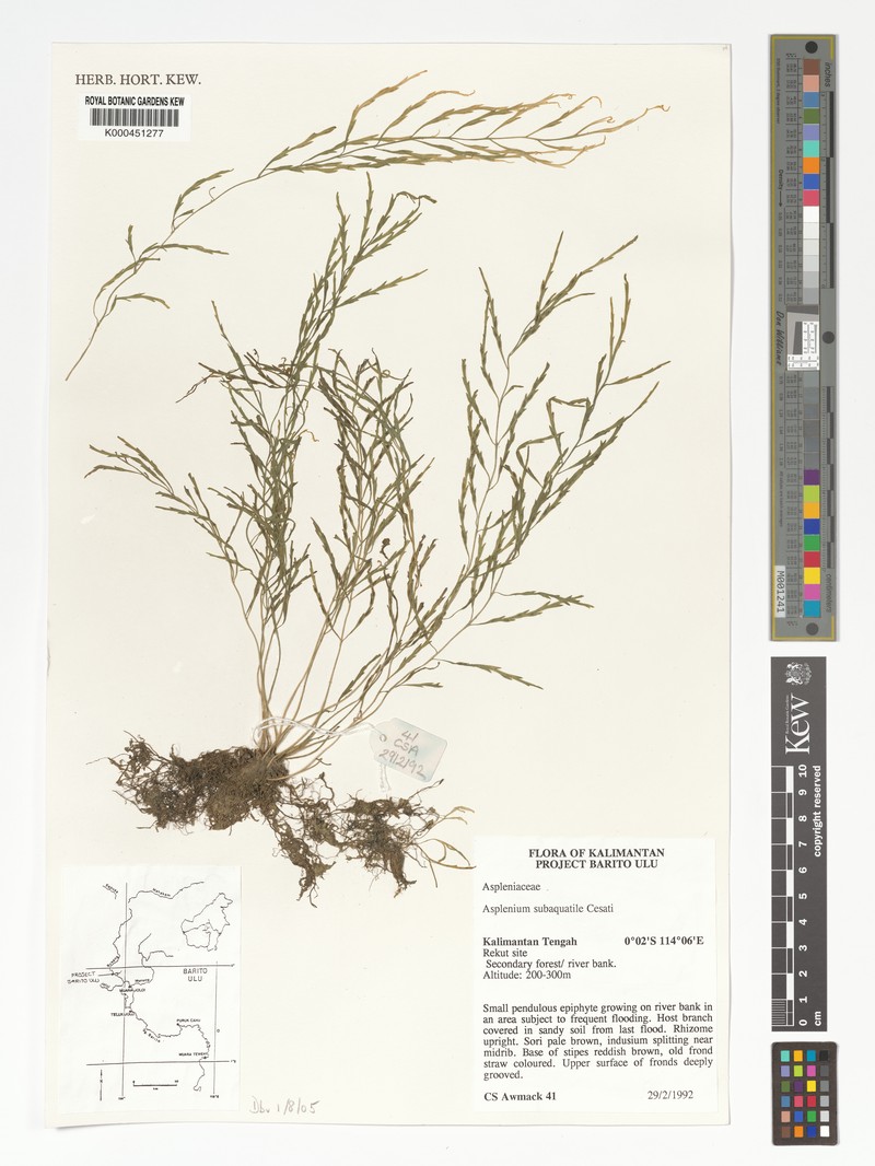 Asplenium subaquatile photo 3