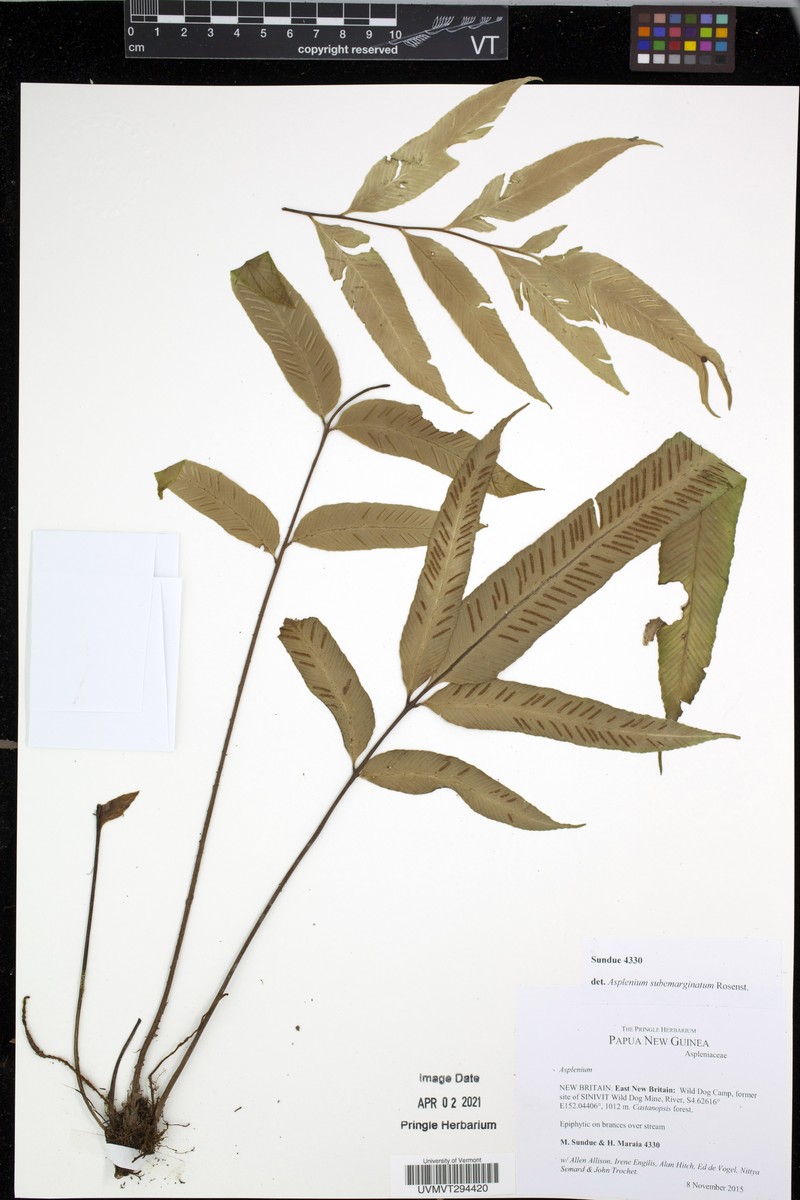Asplenium subemarginatum