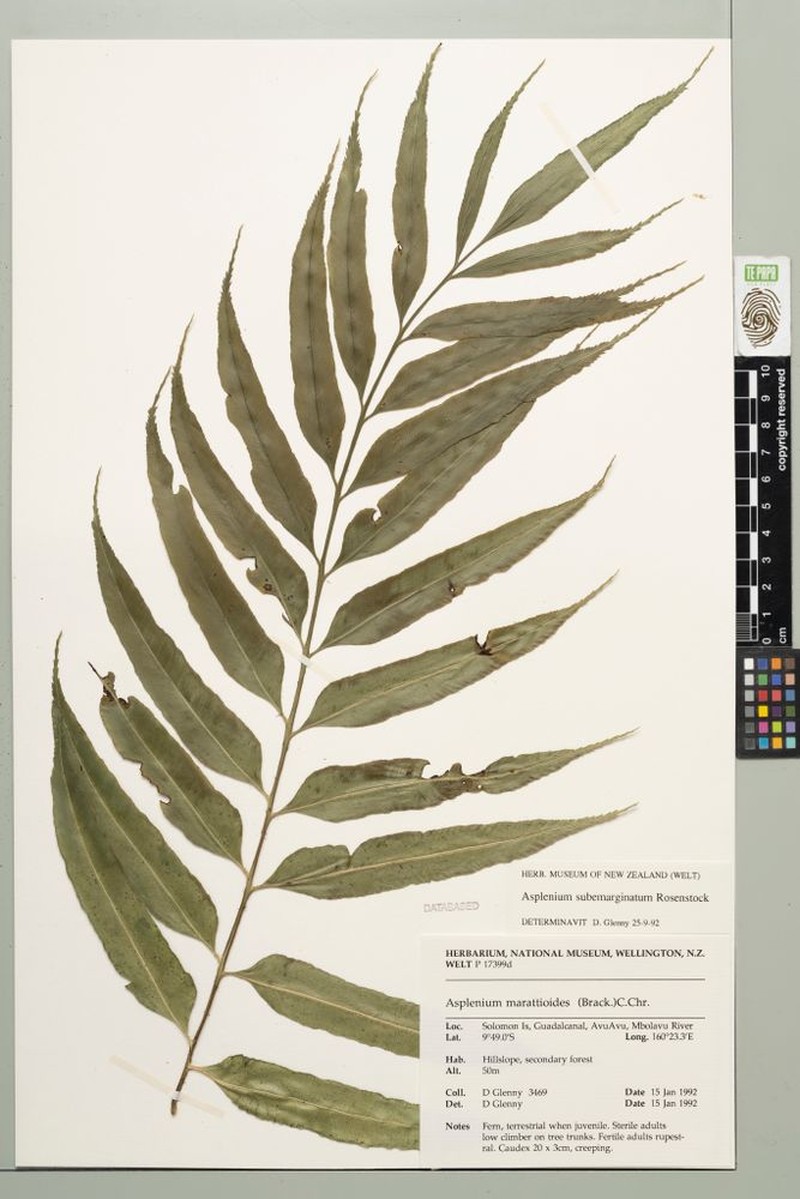 Asplenium subemarginatum photo 2