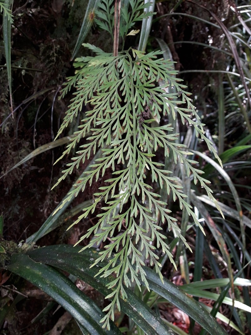 Asplenium subflexuosum photo 4