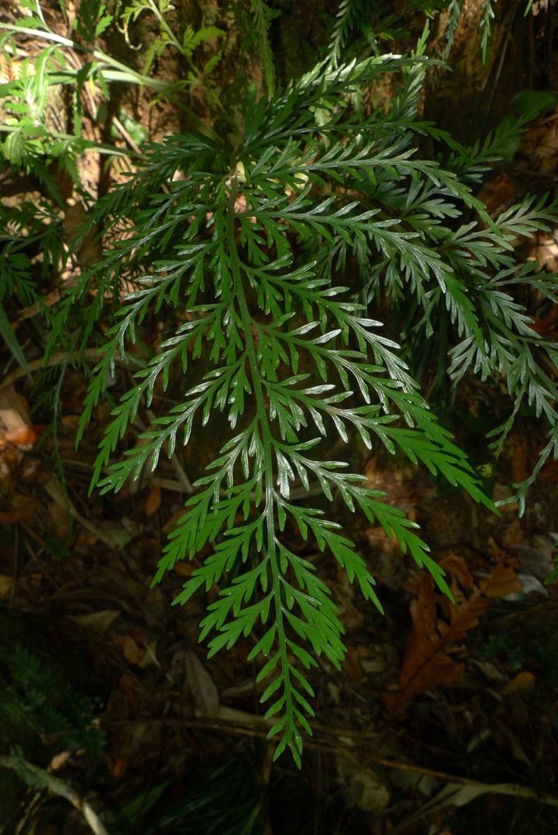 Asplenium subflexuosum photo 5