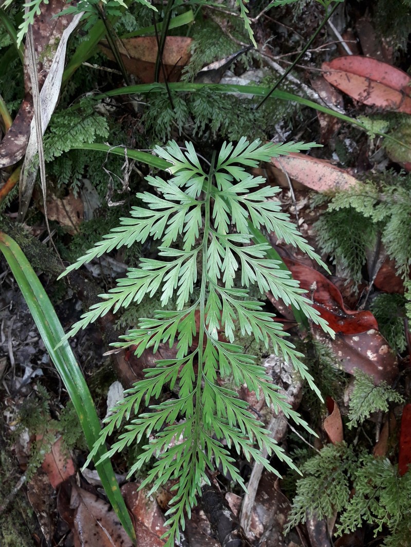 Asplenium subflexuosum photo 6