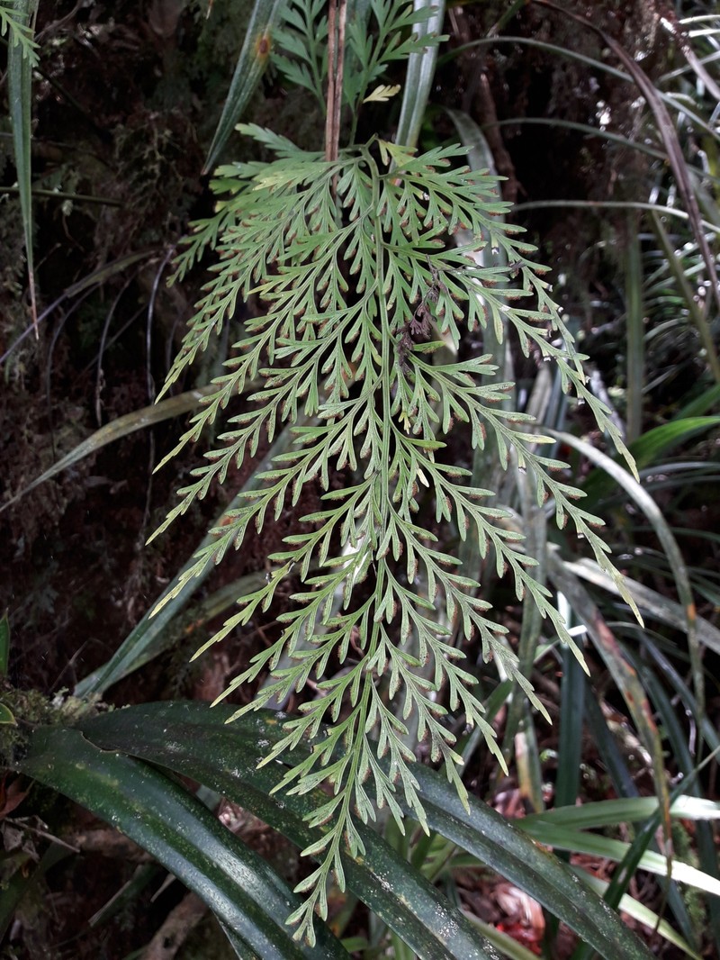 Asplenium subflexuosum photo 7