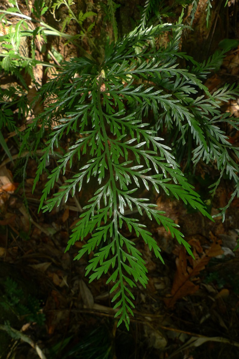 Asplenium subflexuosum photo 8