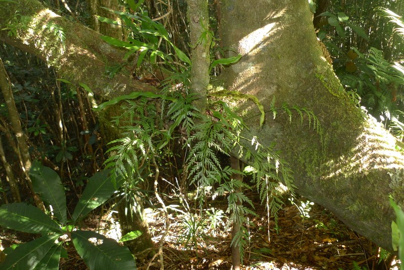 Asplenium subflexuosum