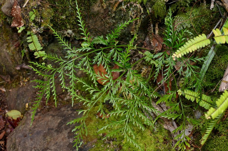 Asplenium subflexuosum photo 2
