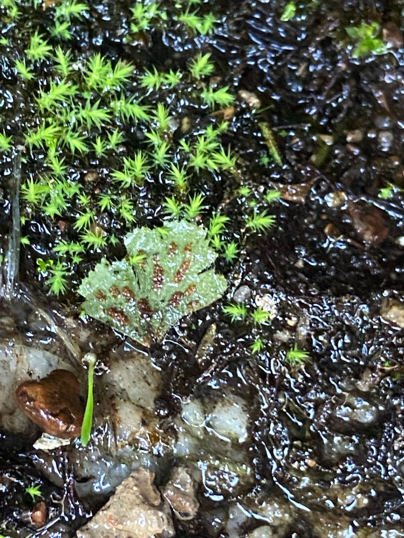 Asplenium subglandulosum