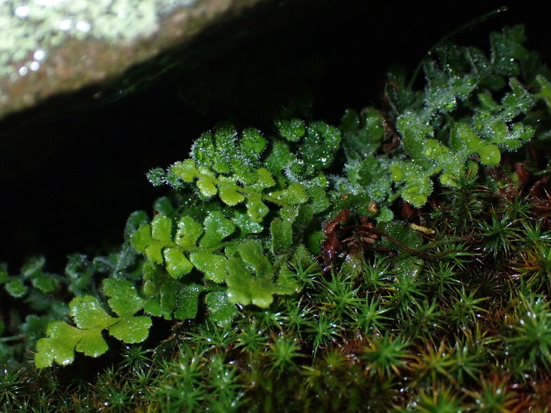 Asplenium subglandulosum photo 2