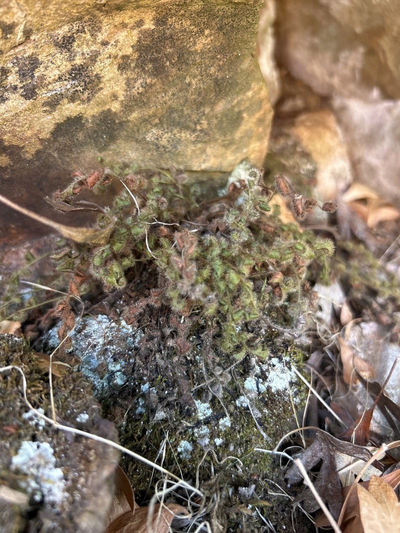 Asplenium subglandulosum photo 3