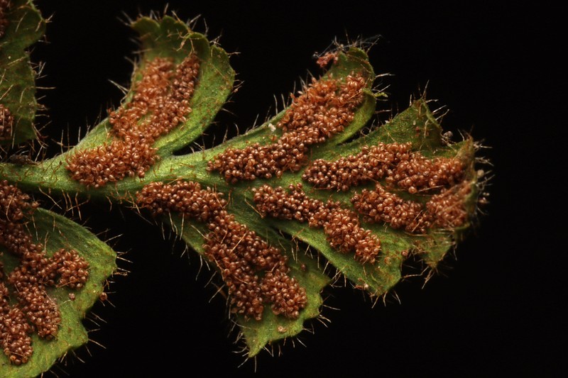 Asplenium subglandulosum photo 4
