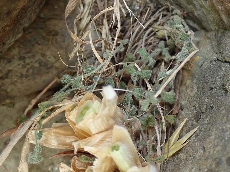 Asplenium subglandulosum photo 5