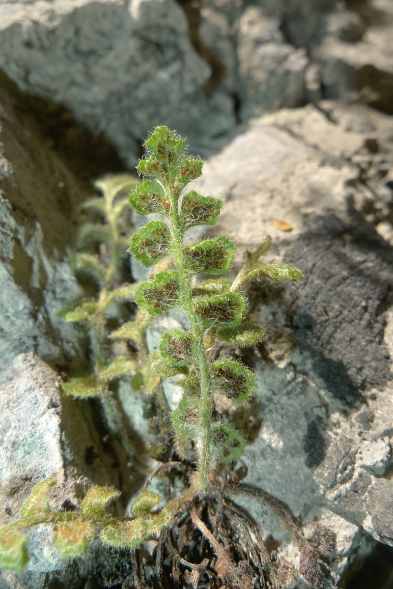 Asplenium subglandulosum photo 6