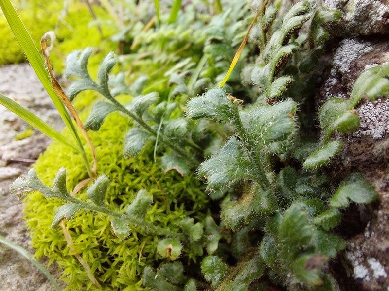 Asplenium subglandulosum photo 7