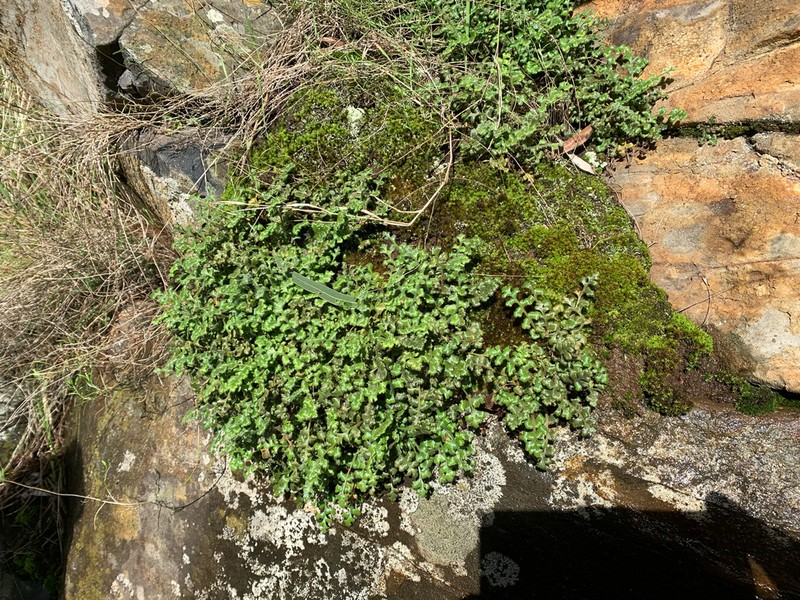 Asplenium subglandulosum photo 8