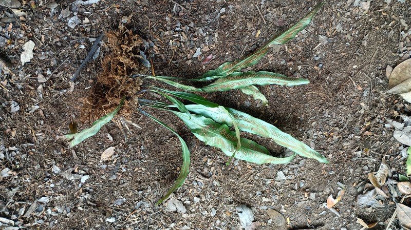 Asplenium subintegrum