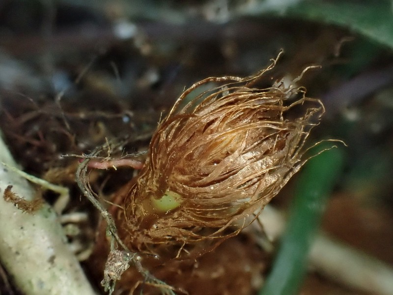 Asplenium sublaserpitiifolium