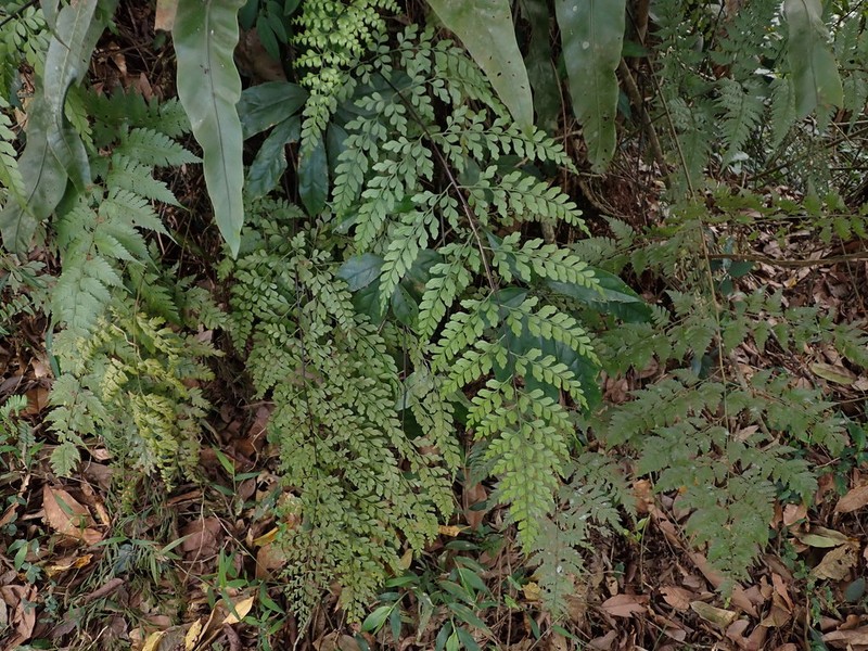 Asplenium sublaserpitiifolium photo 2