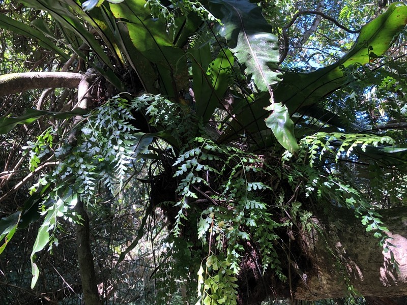 Asplenium sublaserpitiifolium photo 3