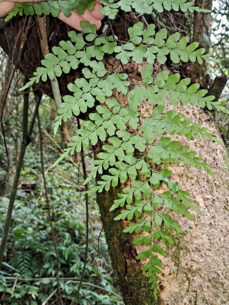 Asplenium sublaserpitiifolium photo 4