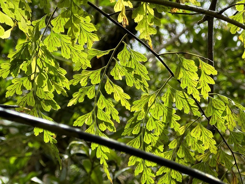 Asplenium sublaserpitiifolium photo 5