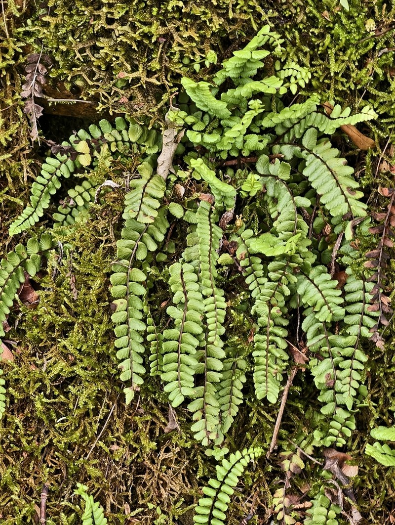 Asplenium subtrialatum