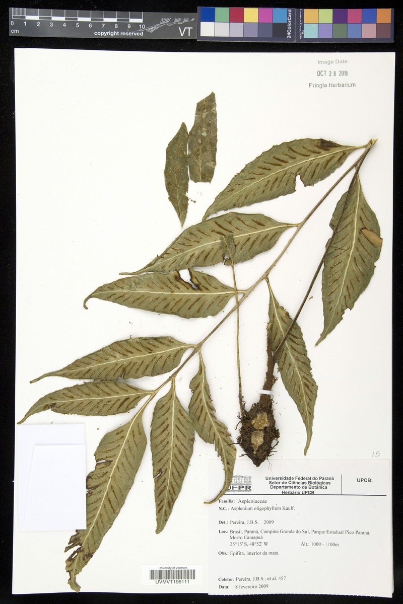 Asplenium sumatranum