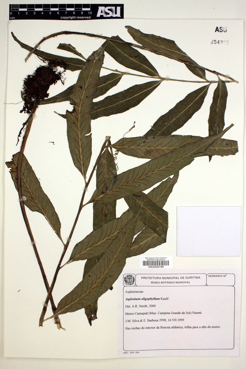Asplenium sumatranum photo 2