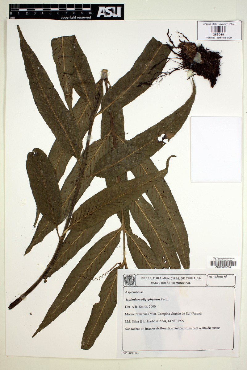 Asplenium sumatranum photo 3