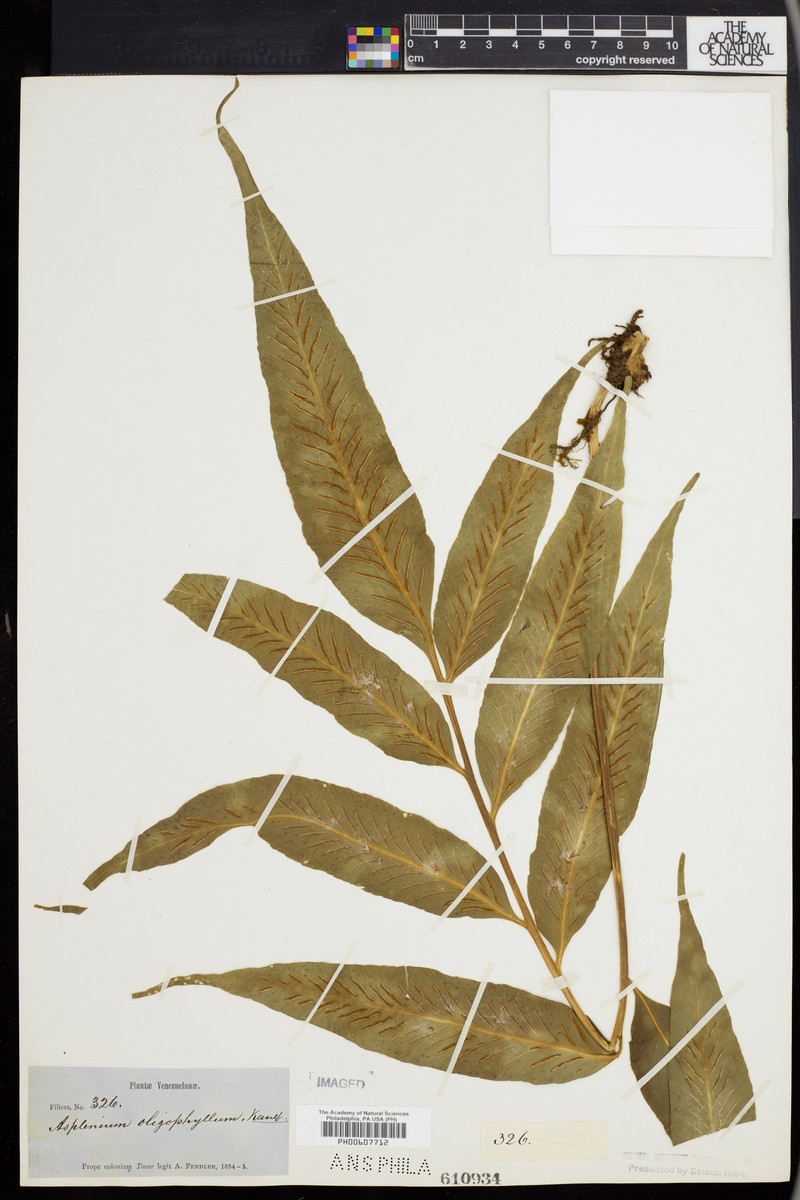 Asplenium sumatranum photo 4