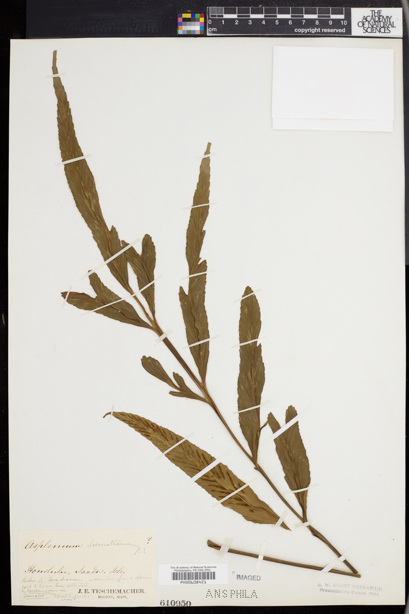 Asplenium sumatranum photo 5