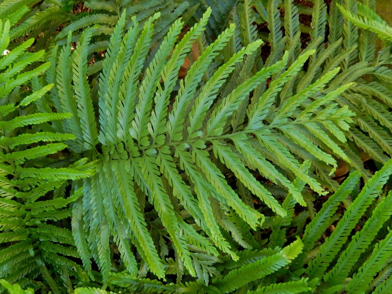 Asplenium surrogatum