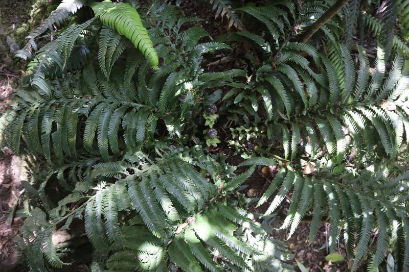 Asplenium surrogatum photo 2