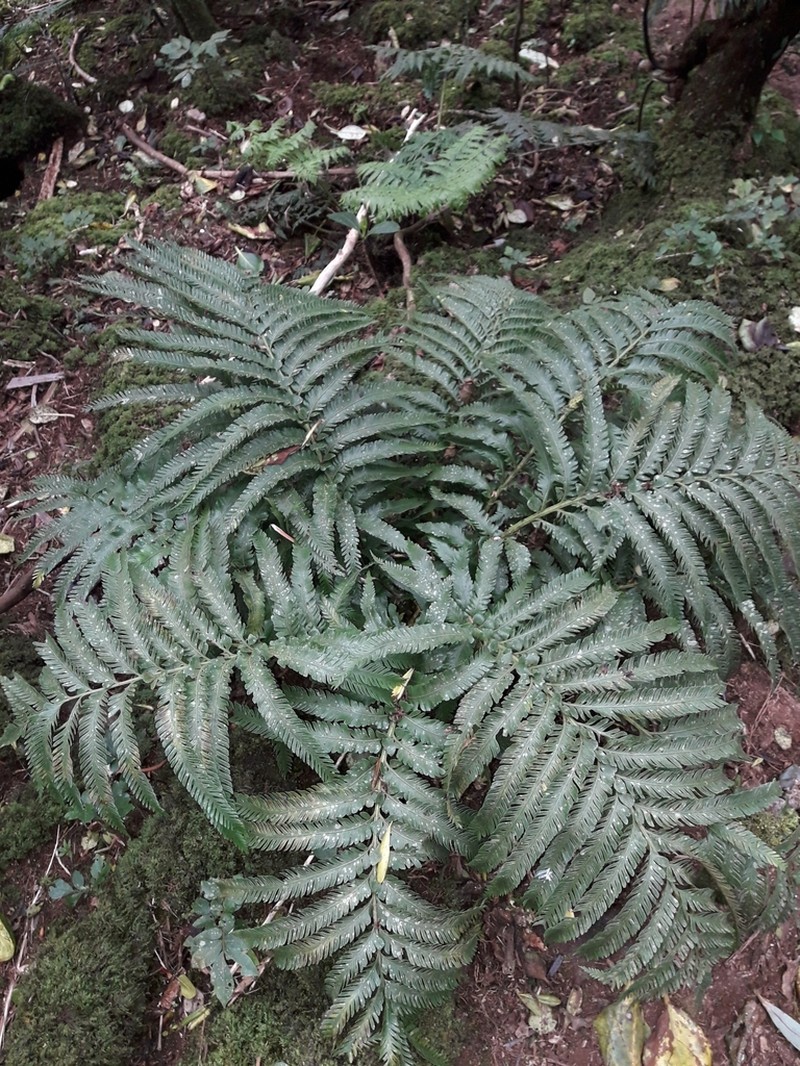Asplenium surrogatum photo 3