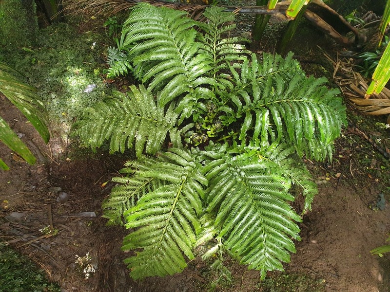 Asplenium surrogatum photo 4