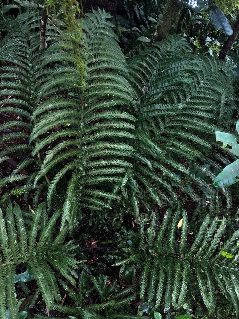 Asplenium surrogatum photo 5