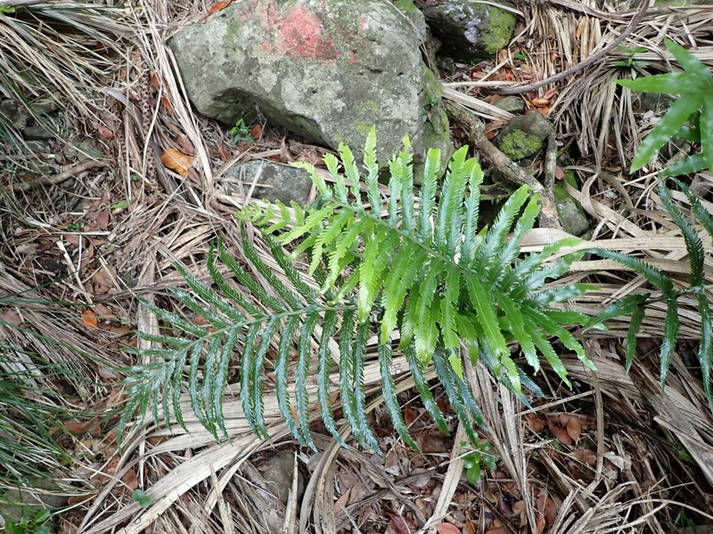 Asplenium surrogatum photo 6