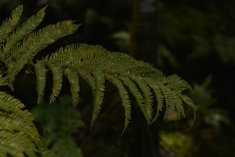 Asplenium surrogatum photo 7