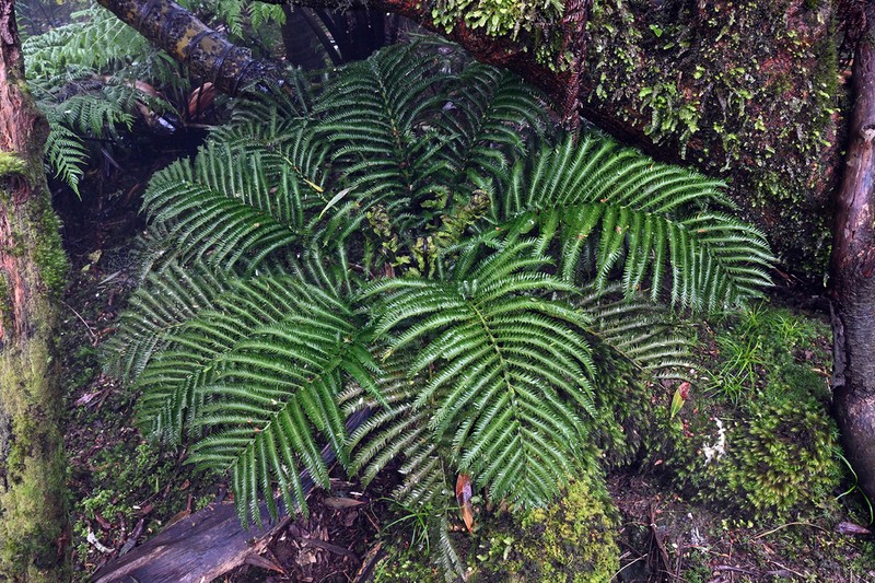 Asplenium surrogatum photo 2