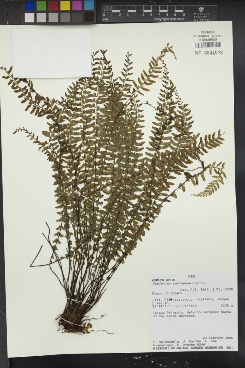 Asplenium tabinense