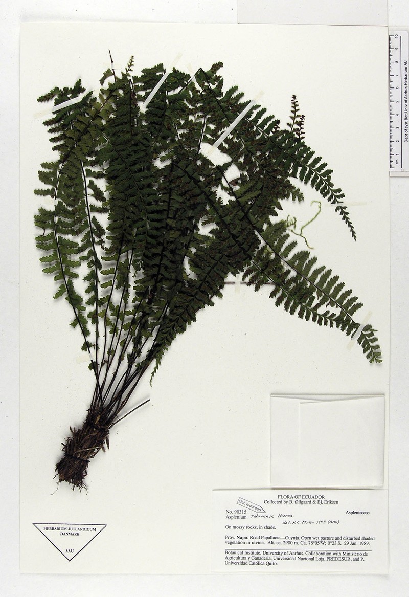 Asplenium tabinense
