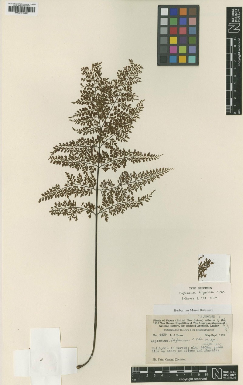 Asplenium tafanum photo 3