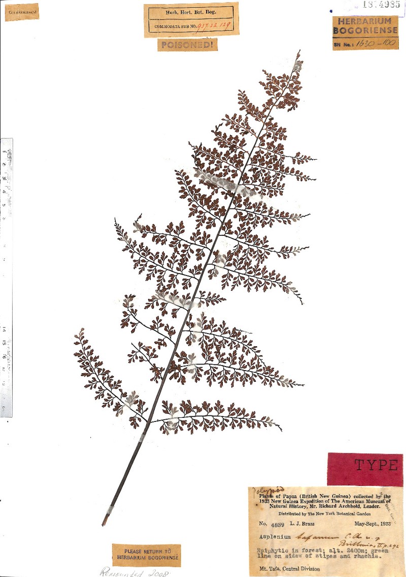 Asplenium tafanum