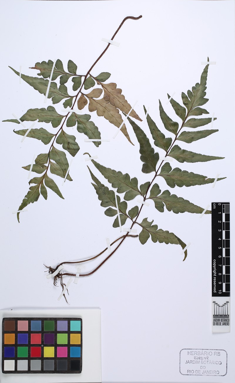 Asplenium tamandarei
