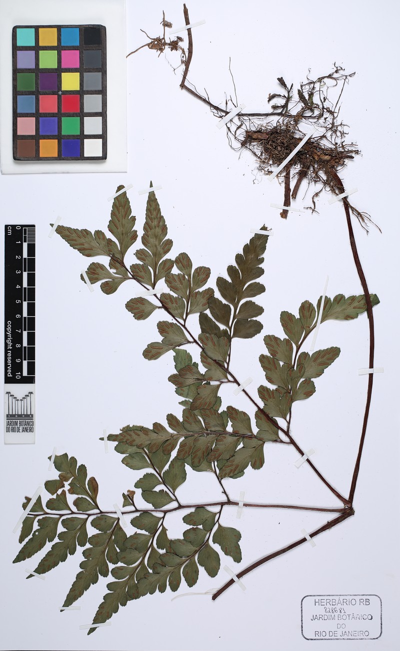 Asplenium tamandarei photo 2