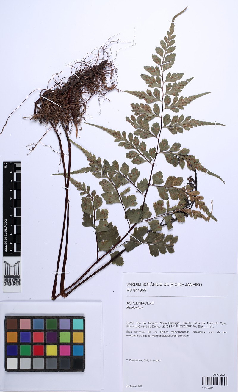 Asplenium tamandarei photo 3