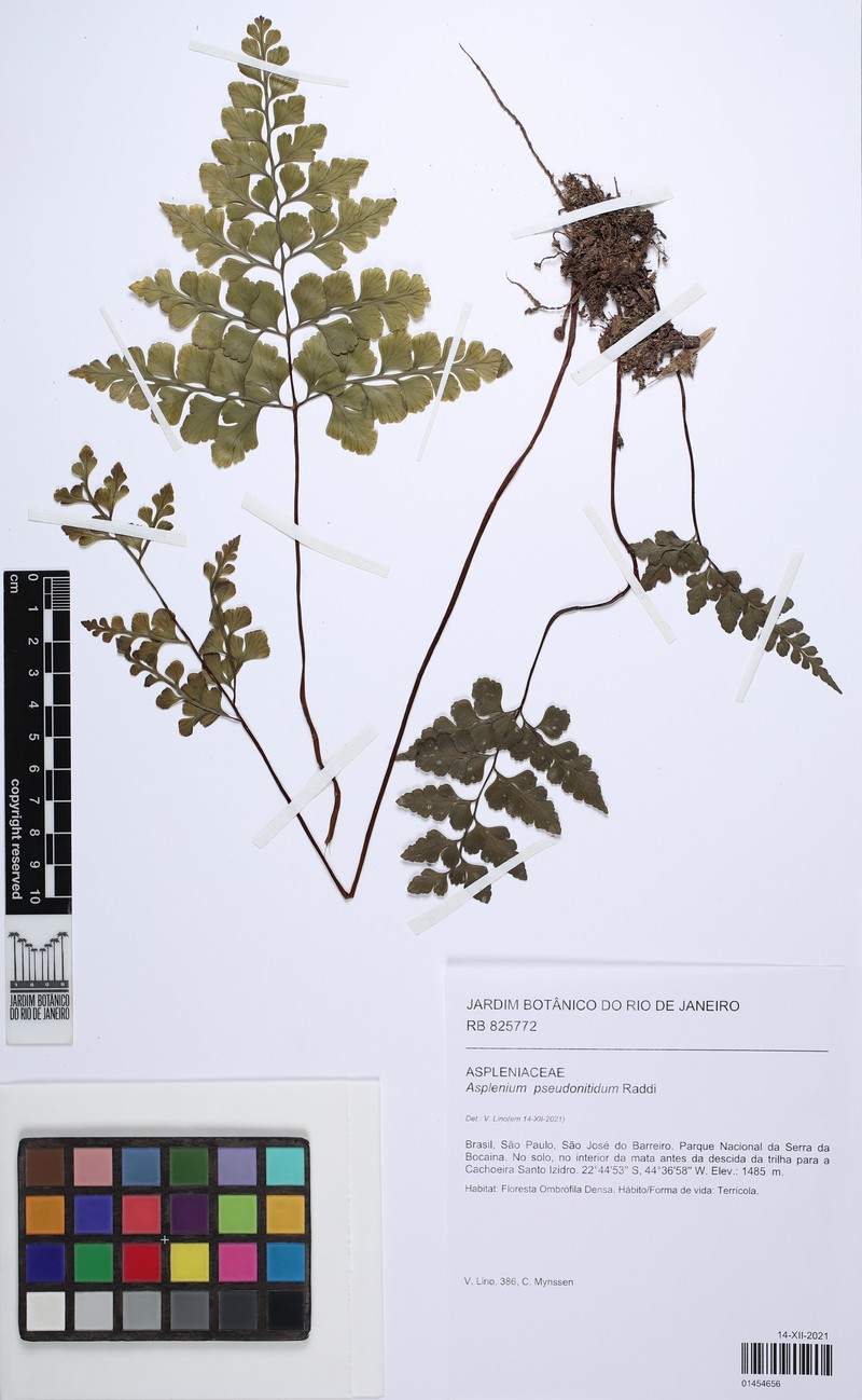 Asplenium tamandarei photo 4