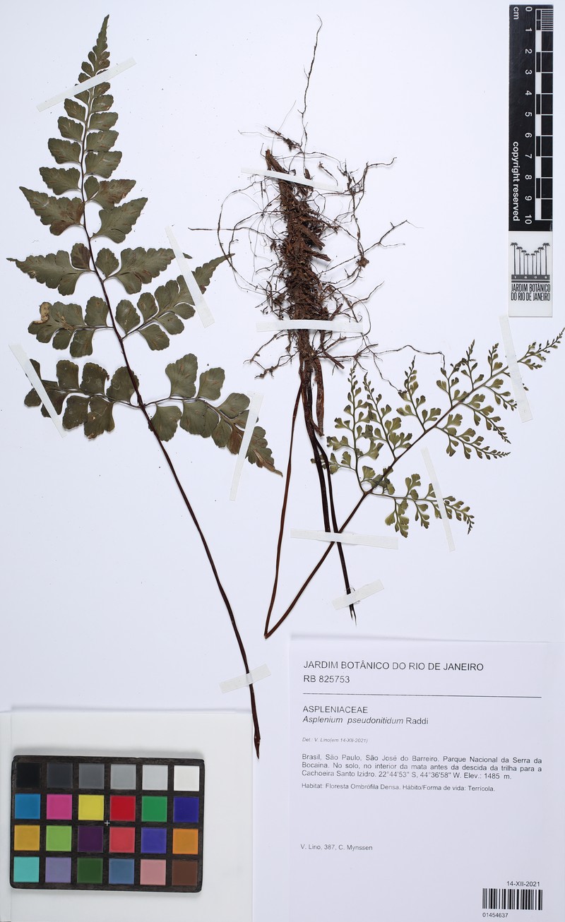 Asplenium tamandarei photo 5
