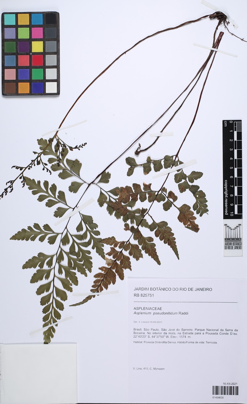 Asplenium tamandarei photo 6